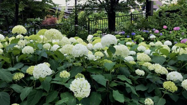 紫陽花　白　日本