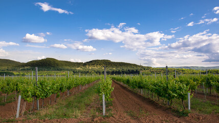 Fototapeta na wymiar Vineyard with grapevine on a sunny summer day in the Hungarian countryside, mediterranean landscape with hills, agriculture and food industry concept