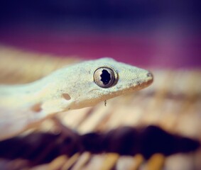 Pictures of live lizards.