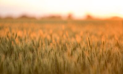 Golden wheat field during sunset. Summer.