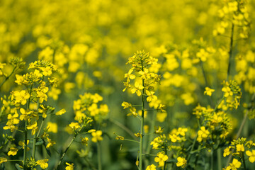 Detail of flowering rapeseed canola or colza in latin Brassica Napus, plant for green energy and oil industry, rapeseed plant.