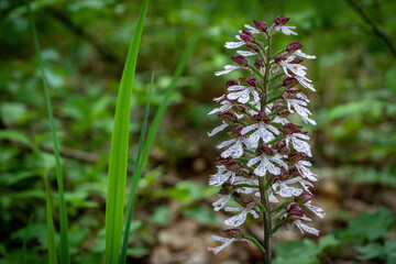 Orchis purpurea known as lady orchid in spring forest
