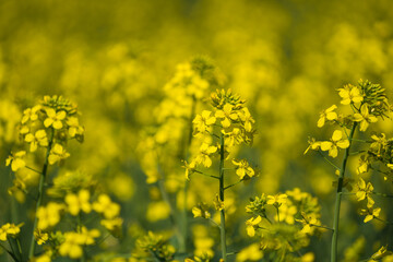 Detail of flowering rapeseed canola or colza in latin Brassica Napus, plant for green energy and oil industry, rapeseed plant.