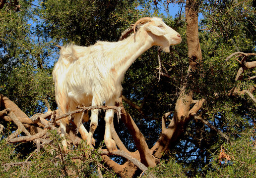 Image of a native tamri goat climbing argan tree for food in semi desert of Morocco.