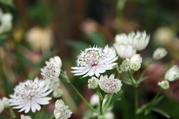 Pretty lavender mist flower in english garden