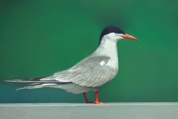 close-up of a seagull on a green background