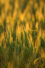 Golden wheat field during sunset. Summer.