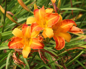 Beautiful orange lily flowers surrounded by green leaves