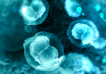 Two-cell embryo, Mitosis under microscope