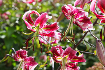 Beautiful orange lily flowers surrounded by green leaves
