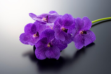 Naklejka premium 蘭の花のスタジオ撮影イメージ