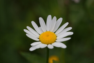 Obraz premium Makroaufnahme einer Blume