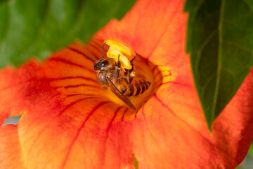 Close up shot of Bee collecting pollen from red flower in blur background, The Pollen of flower stuck on the bee's body, 