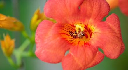 Obraz premium Close up shot of Bee collecting pollen from red flower in blur background, The Pollen of flower stuck on the bee's body, 