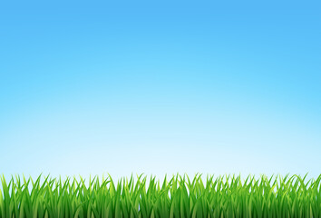 Fototapeta premium vector green grass and blue sky