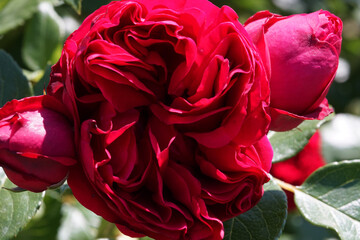 rote Rose