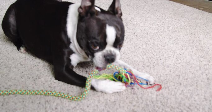 Playful Boston Terrier Dog with Colorful Toy on Carpet