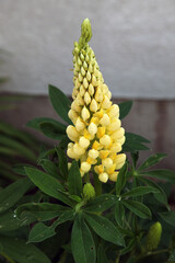 Bright Lupin flowers and plant in Jersey, United Kingdom