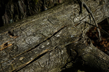 Fraßbild von Borkenkäfer