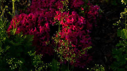 Fototapeta na wymiar Flowers in the botanical garden in Radzionków, free space for entry.