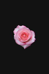 Fototapeta premium バラ