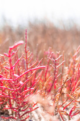 Fototapeta premium Red bright sea plants, beautiful planet Earth