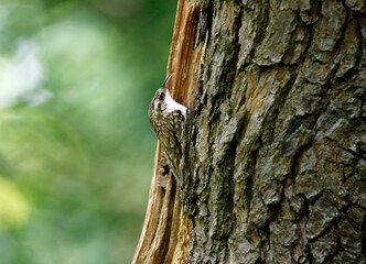 Obraz premium Treecreepers at the nest feeding chicks and each other