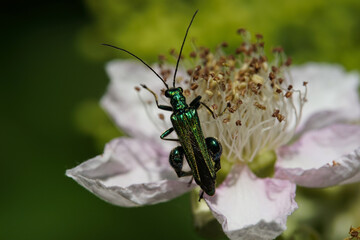 Käfer an Blüte