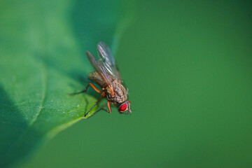 Fliege auf Blatt