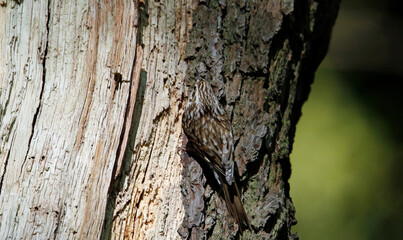 Treecreepers at the nest feeding chicks and each other