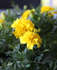 Fototapeta premium Closeup of orange and yellow marigold flowers surrounded by green leaves in a garden setting