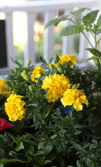 Closeup of orange and yellow marigold flowers surrounded by green leaves in a garden setting