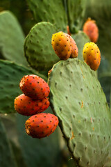 ripe cactus fruit