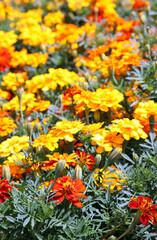 Obraz na płótnie Canvas Closeup of orange and yellow marigold flowers surrounded by green leaves in a garden setting