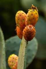 ripe cactus fruit