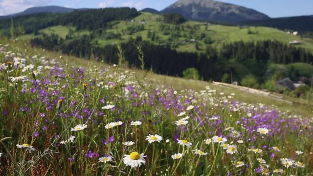 Beautiful countryside summer landscape. Blooming with colorful wild flowers meadows and green hills of mountains in background.