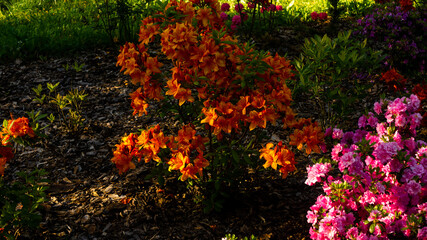 
Flowers in the botanical garden in Radzionków, free space for entry.