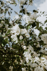 apple tree white flowers