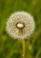 Taraxacum officinale - Seed Pod