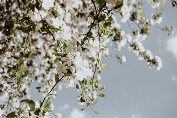 apple tree white flowers