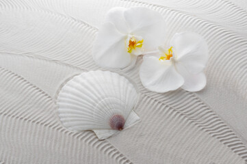 胡蝶蘭と白砂