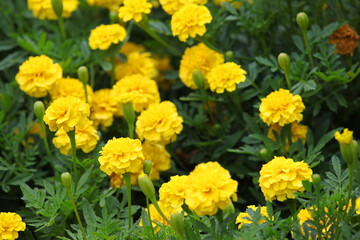 Closeup of orange and yellow marigold flowers surrounded by green leaves in a garden setting