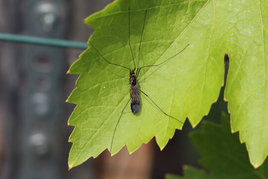 NephrotomaBilder StockFotos & Videos. Adobe Stock