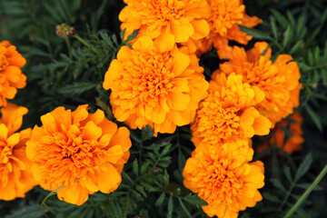 Closeup of orange and yellow marigold flowers surrounded by green leaves in a garden setting