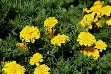 Closeup of orange and yellow marigold flowers surrounded by green leaves in a garden setting