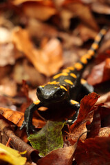 Salamandra salamandra in the autumn beech forest, Bieszczady Mountains