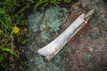 Passing of Time - Decaying Deer Bone on Rock