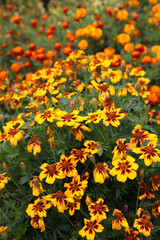 Closeup of orange and yellow marigold flowers surrounded by green leaves in a garden setting