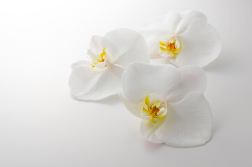 Obraz na płótnie Canvas 蘭の花のスタジオ撮影イメージ