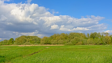 Obraz premium spring landscape in Bourgoyen nature reserve, Ghent, Flanders, Belgium